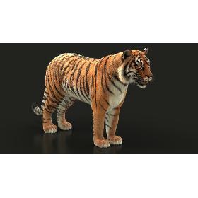 3D Bengal Tiger RIG XGEN model